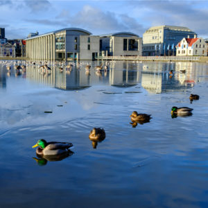 Ducks on the pond in central Reykjavík