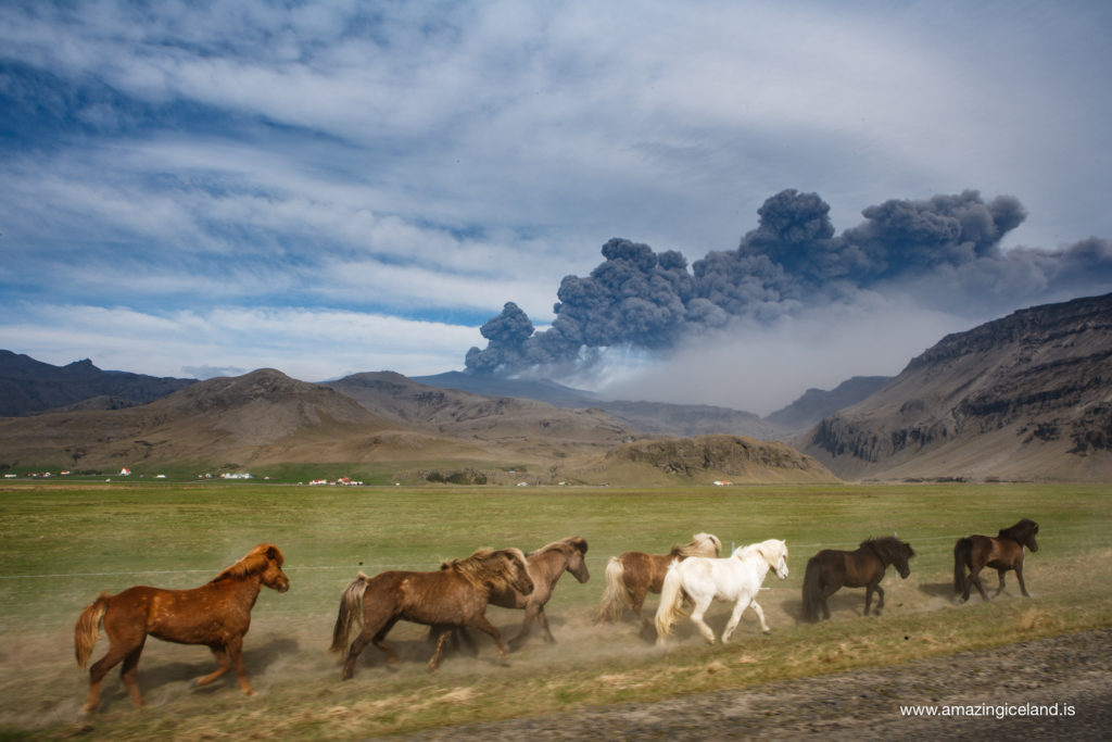 Horses and erupting Eyjafjallajokull volcano on south coast of Iceland