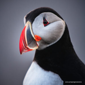 Close up of a Puffin in Iceland