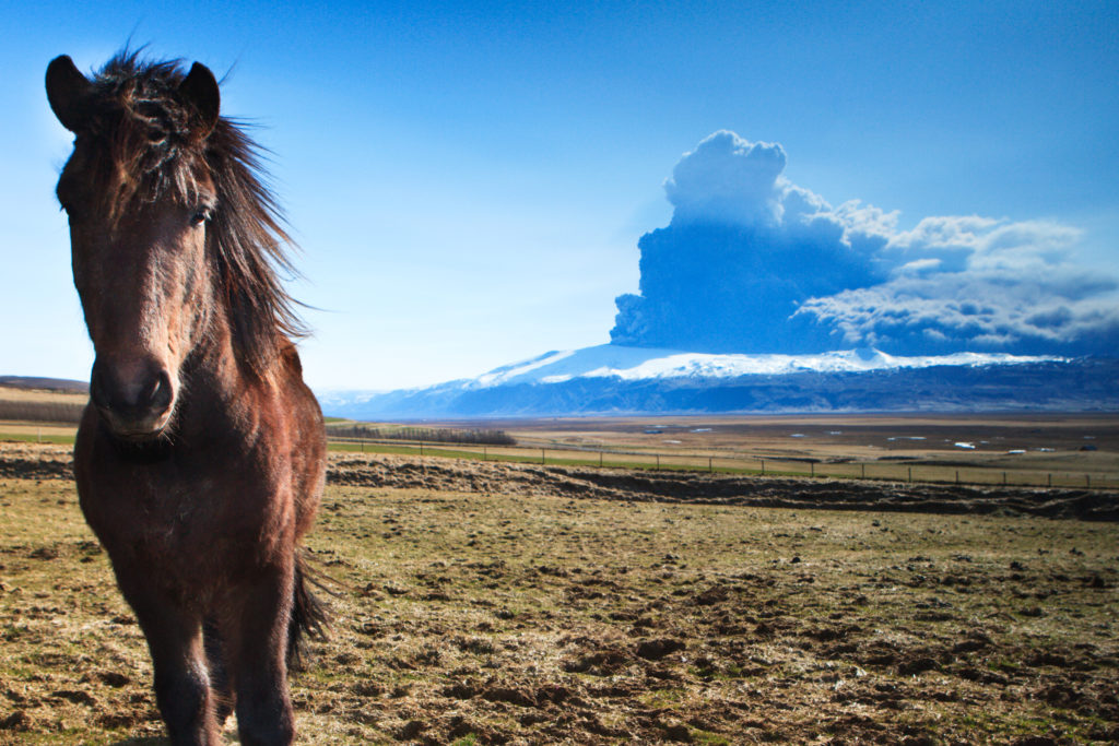 Horse and the 2010 Eruption in Eyjafjallajokull volcano on south coast of Iceland