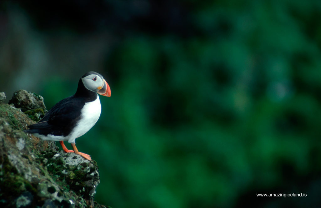 Puffin in Dyrholaey island in south Iceland