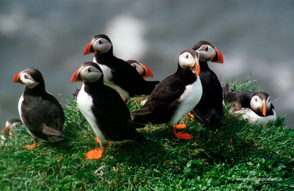 Puffins in Dyrholaey south Iceland