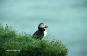 Puffin in Dyrhólaey south coast of Iceland