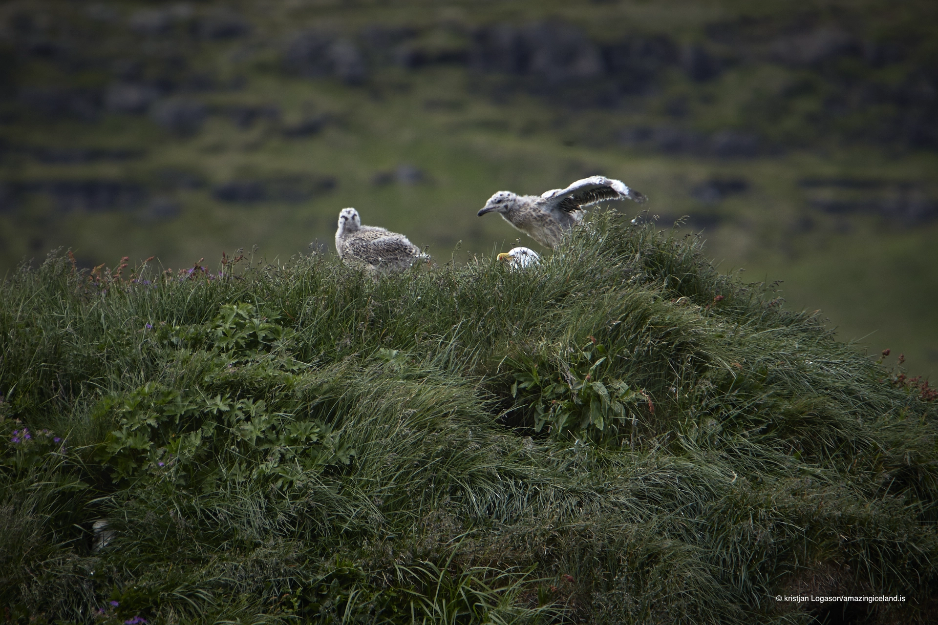 Young gulls in Arnarstapi trying to fly