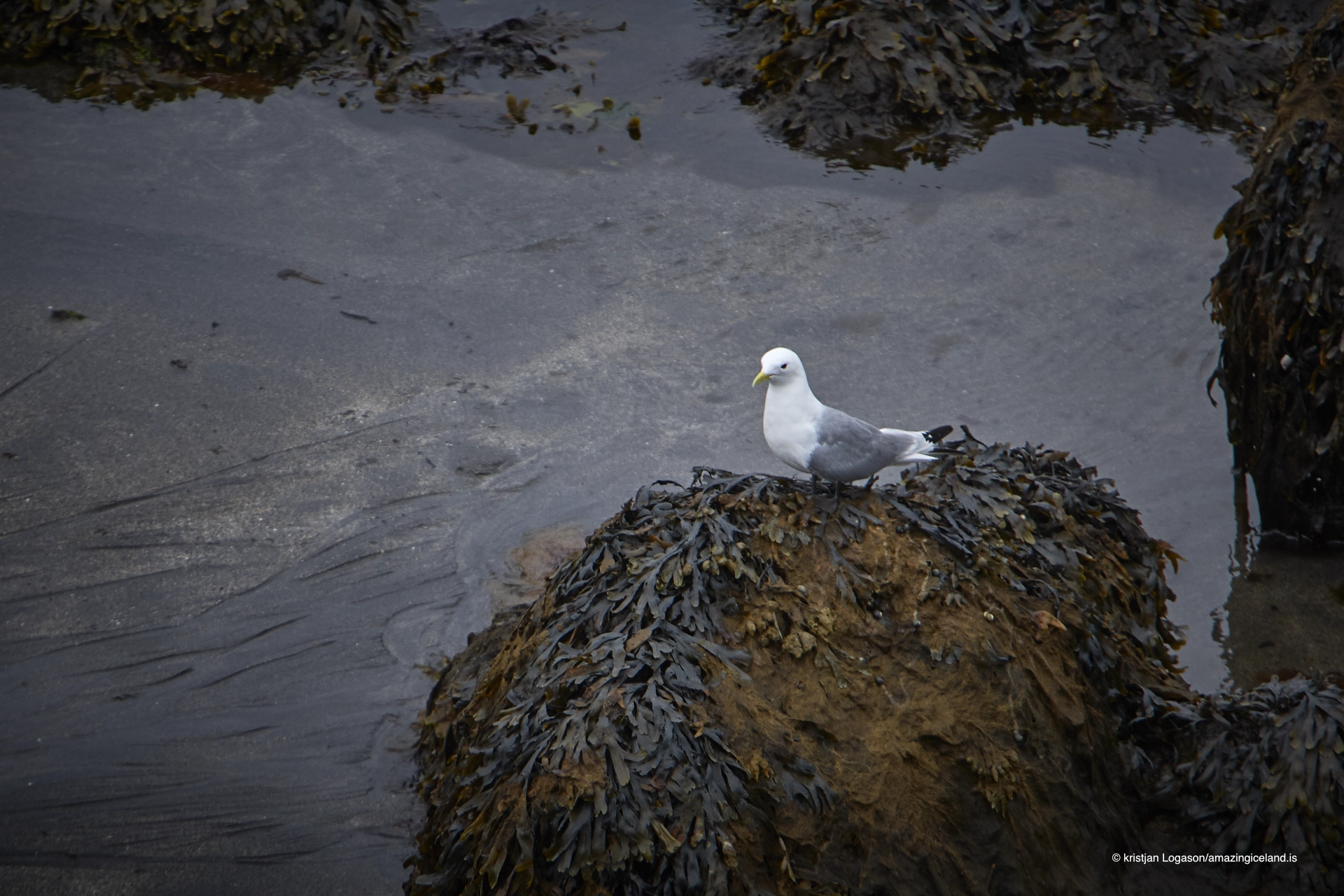 Seagull sitting on seaweed in the harbour at Arnarstapi