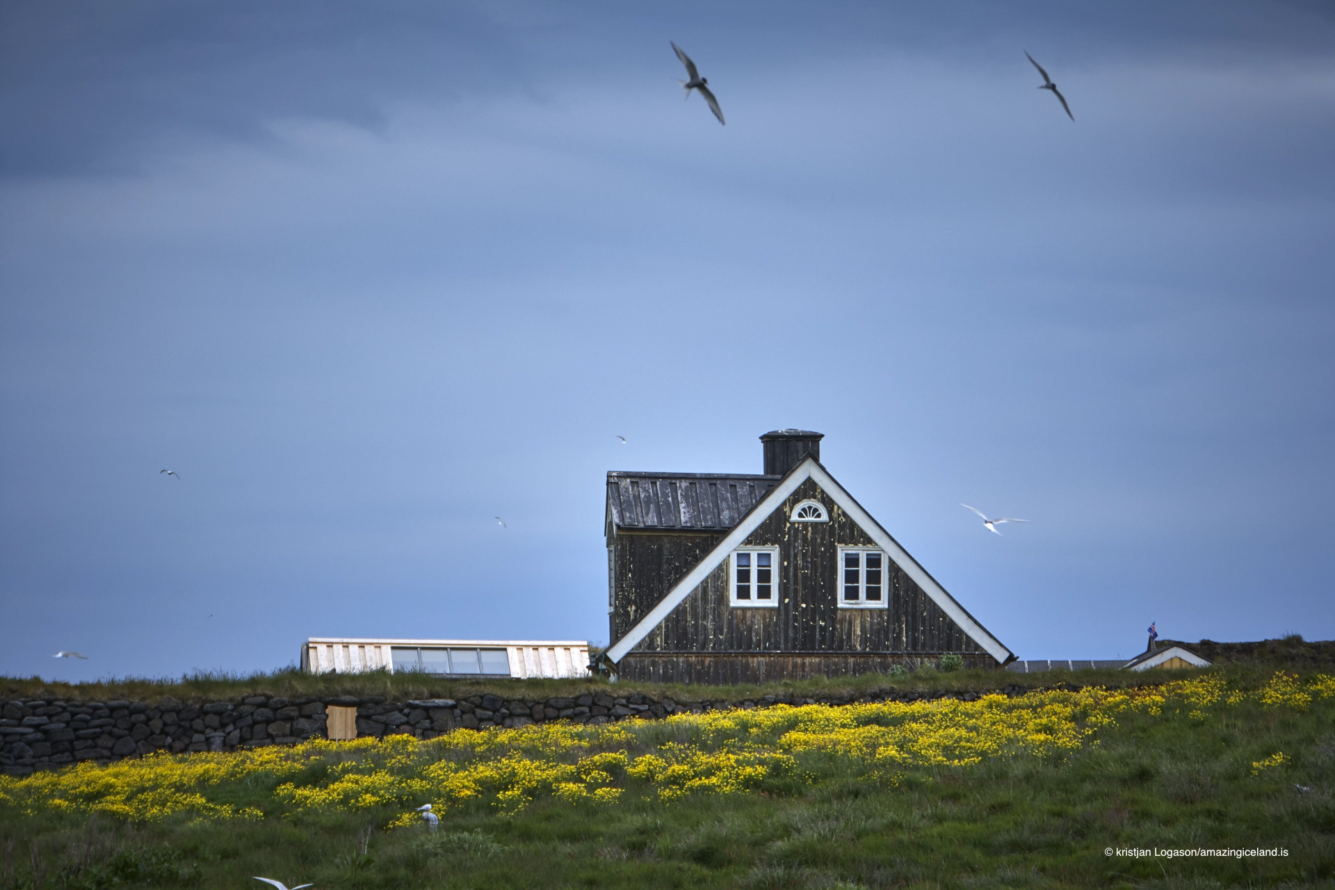 Farmhouse and arctic tern in Arnarstapi