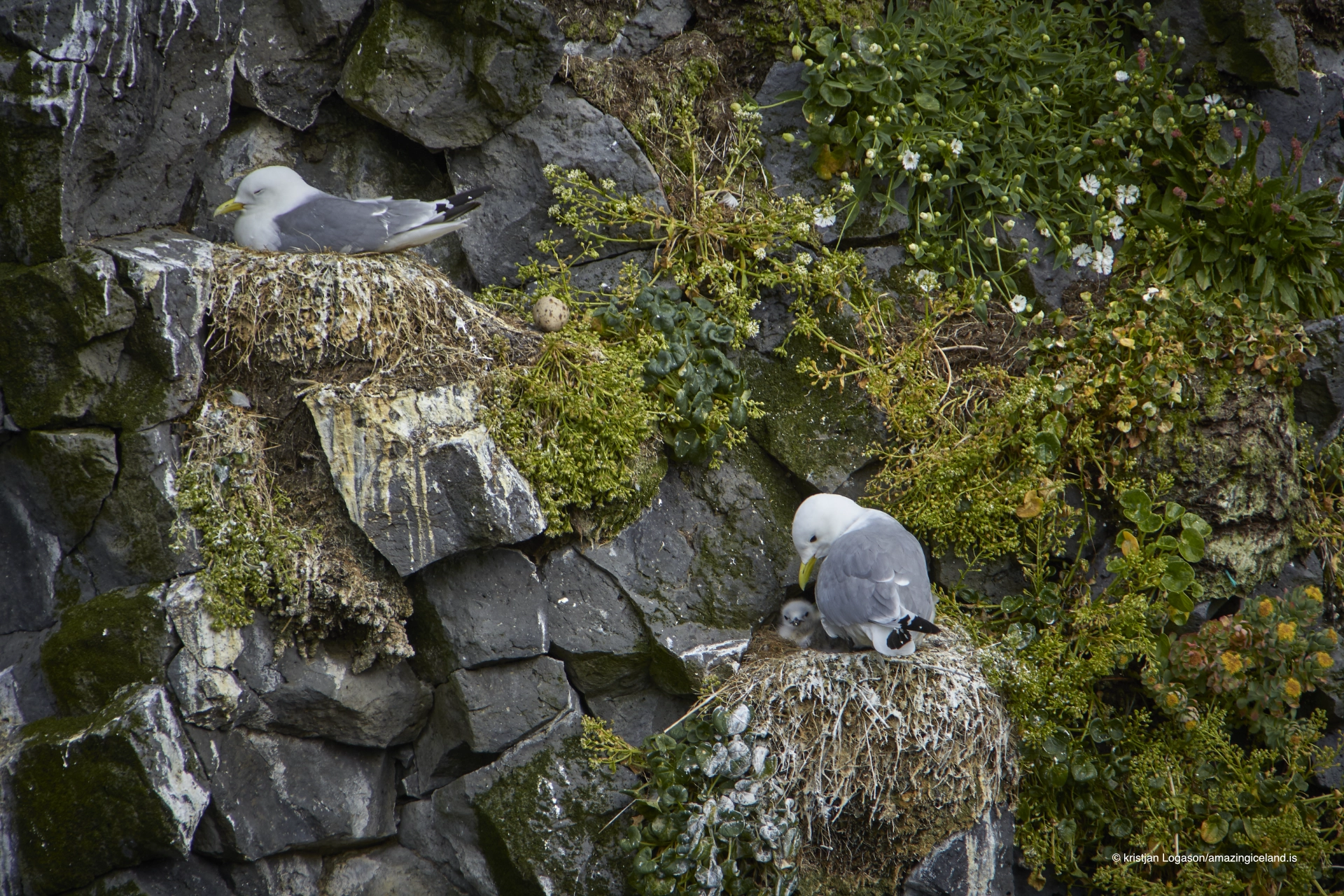Nesting gull in Arnarstapi with egg and youngs
