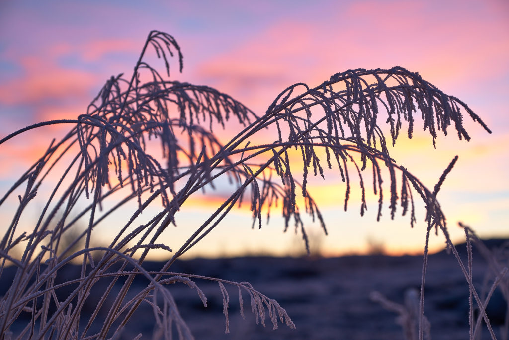 Frozen straw at sunset on golden circle in Iceland
