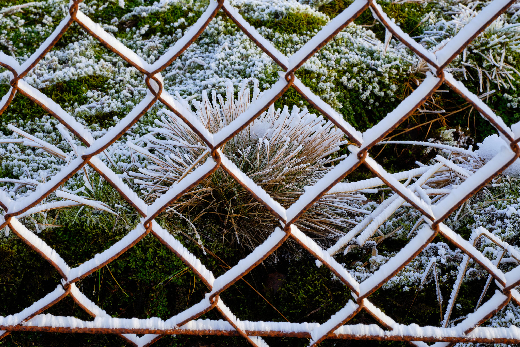 Frozen fence and moss on golden circle in Iceland