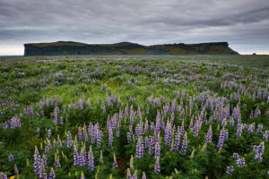 Lupine field in front of cape Hjörleifshöfði on the south coast of Iceland