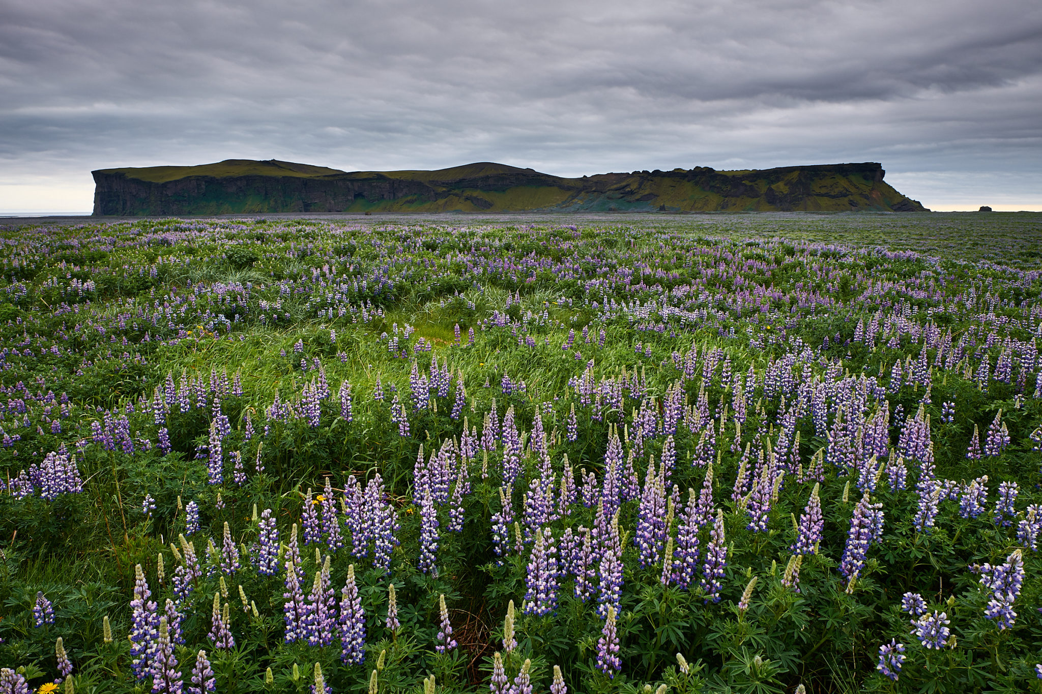 Lupine field in front of cape Hjörleifshöfði on the south coast of Iceland