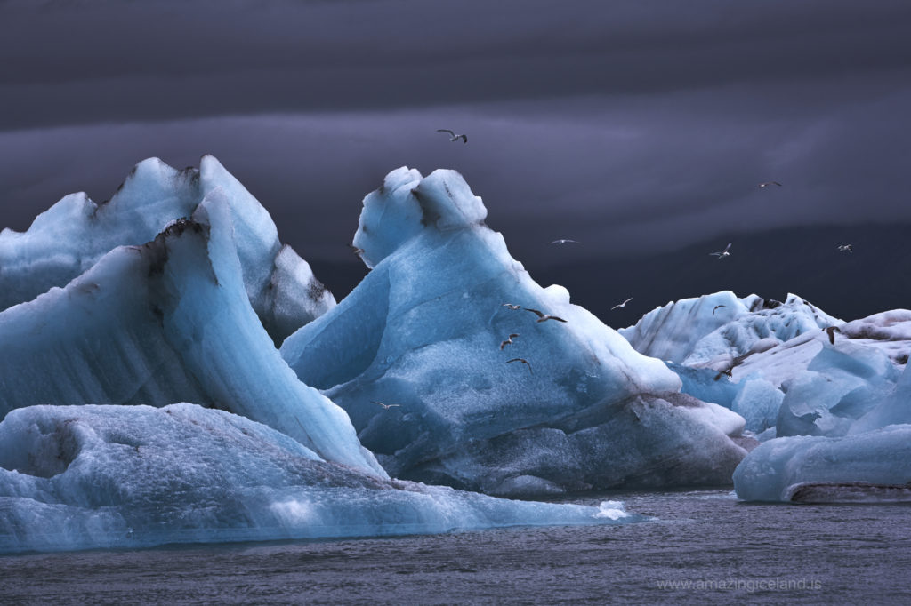 seaguls flying over icebergs at Glacier lagoon in south east Iceland