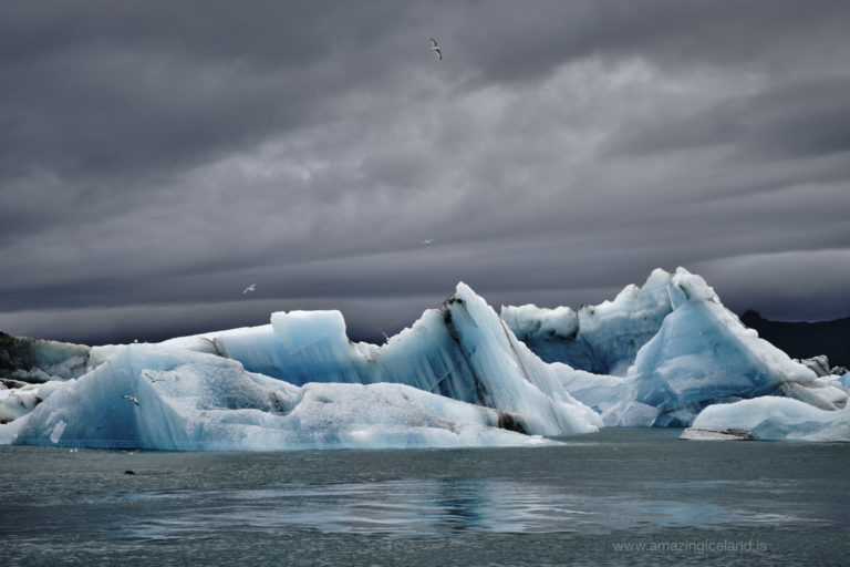 seaguls flying over icebergs at Glacier lagoon in south east Iceland