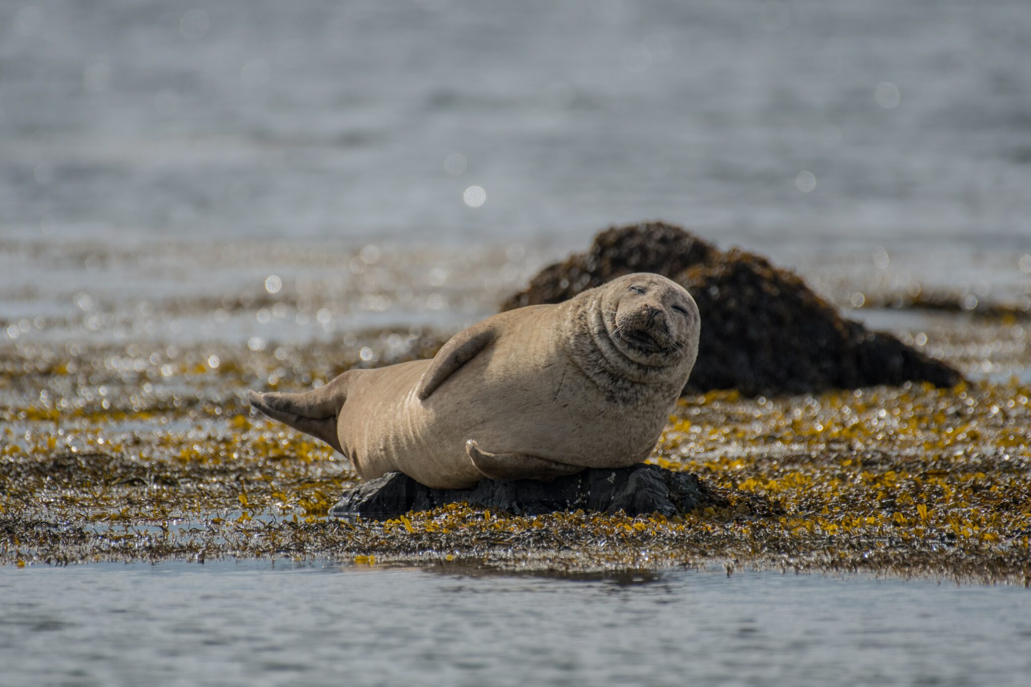 Seal on a beach in Iceland