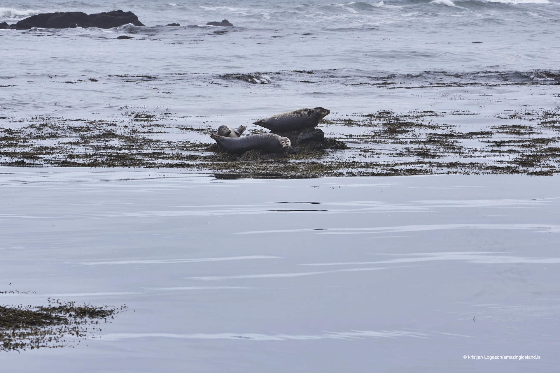 Seals at the beach of Ytri Tunga in Snæfellsnes