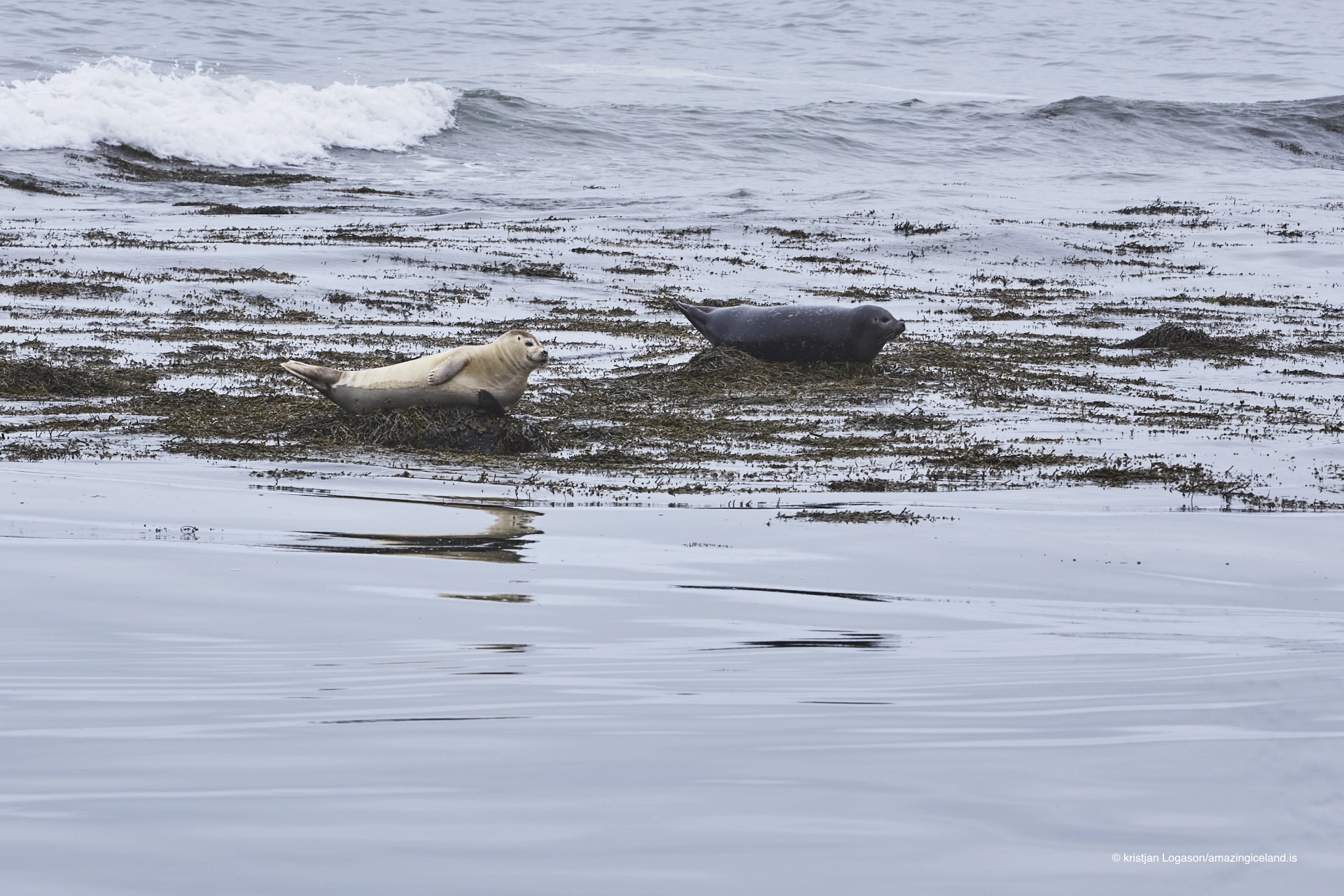 Seals at the beach of Ytri Tunga in Snæfellsnes