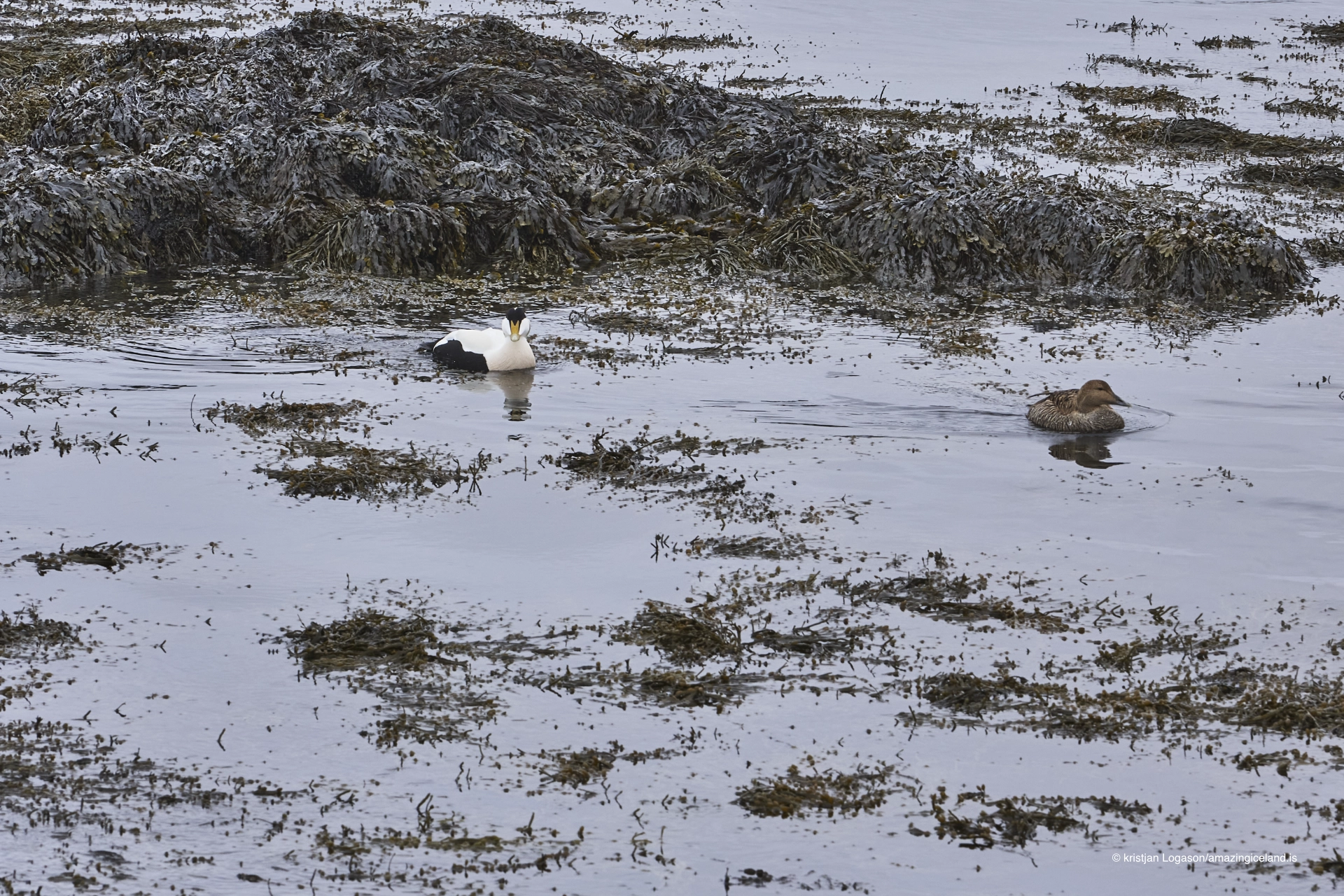 Eider ducks at the beach of Ytri Tunga