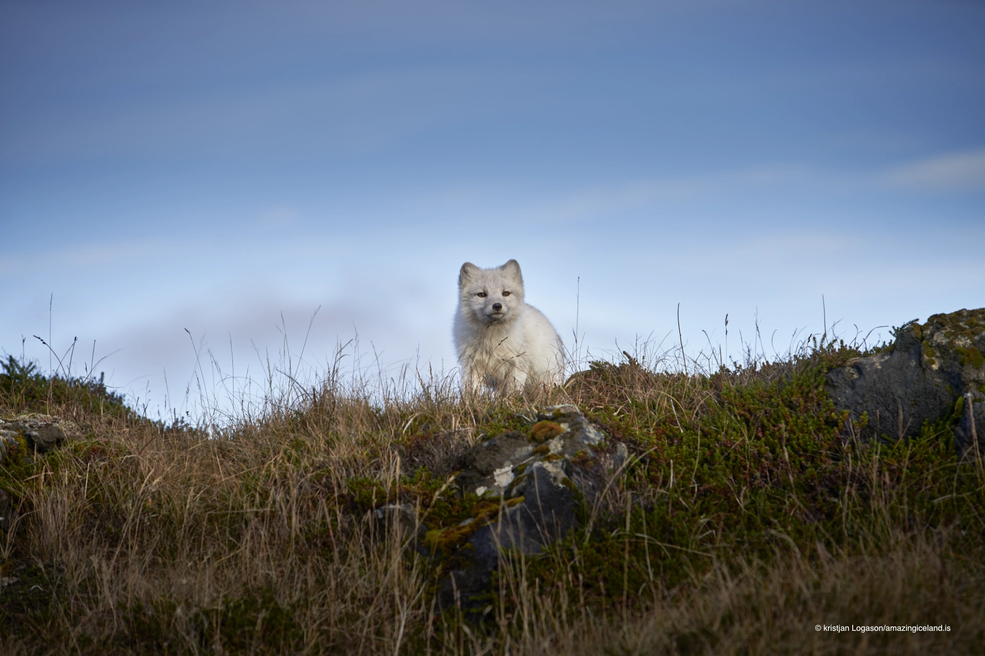 Curious Arctic fox (Vulpes lagopus) in Snæfellsnes national park