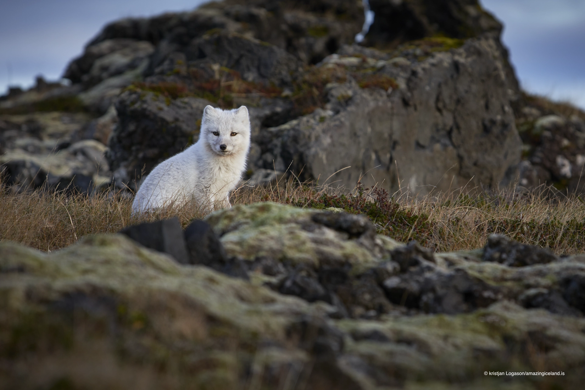 Gestur the Arctic fox (Vulpes lagopus)