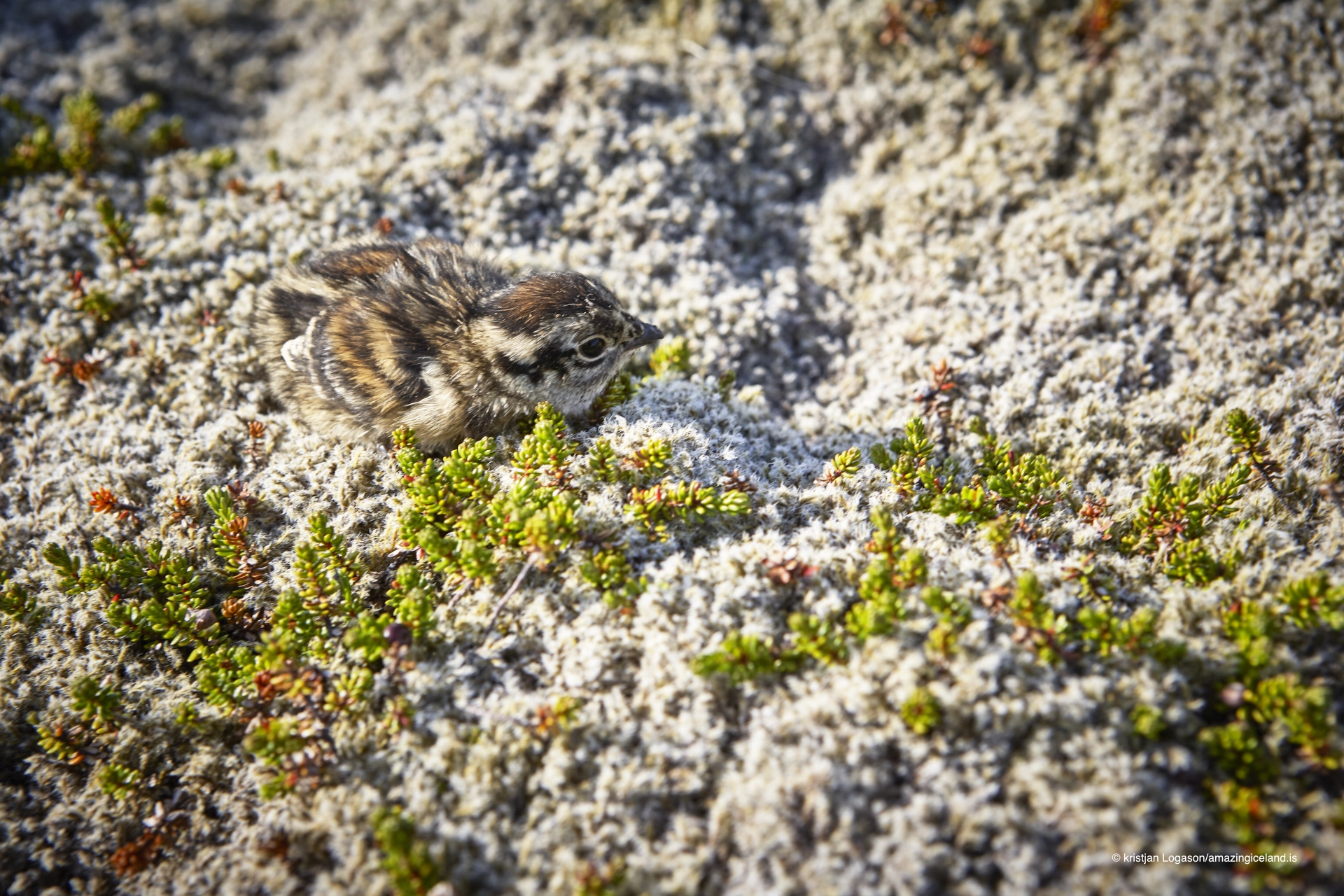 Young of a Rock Ptarmigan ,Lagopus muta, hidden in moss