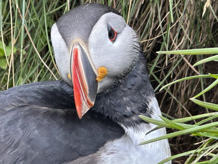 Borgarfjörður eystri in east Iceland