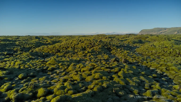 Moss covered Eldhraun lava field