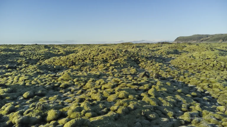 Moss covered Eldhraun lava field
