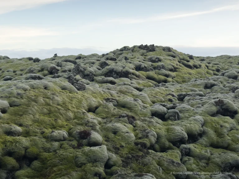 Moss covered Eldhraun lava field