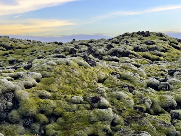 Moss covered Eldhraun lava field