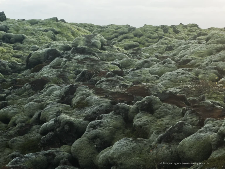 Moss covered Eldhraun lava field