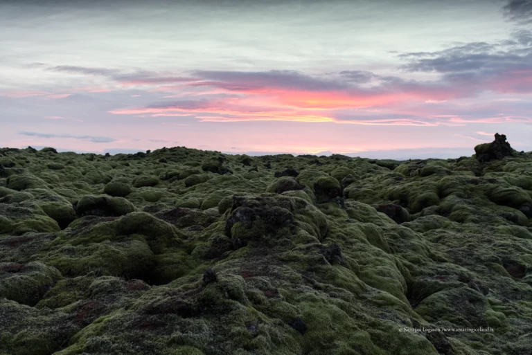 Moss covered Eldhraun lava field at sunset