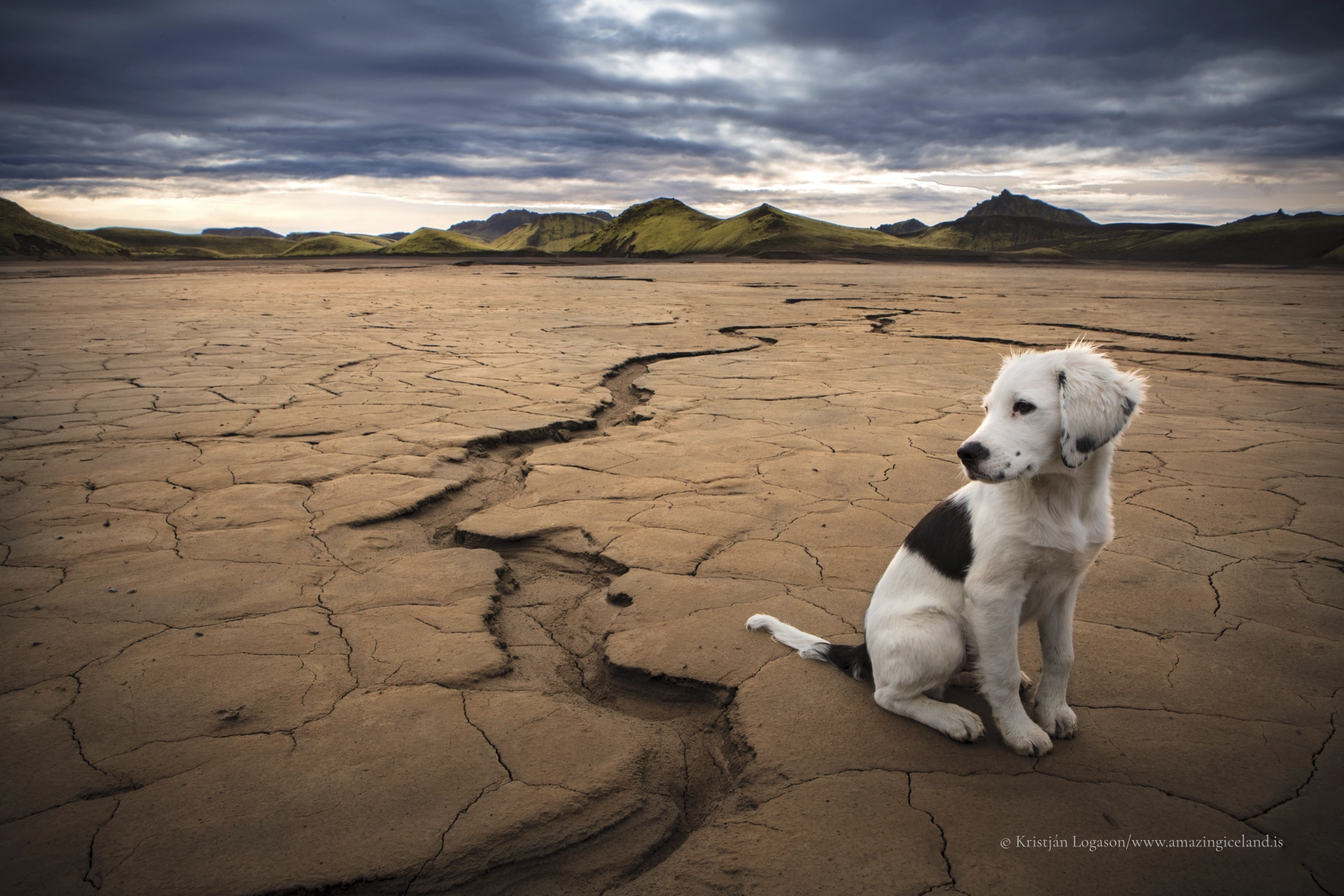 The puppy Pjakkur on a dry riverbed in the highlands of Iceland