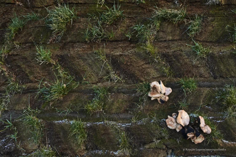 Glaumbær is one of the country’s most complete and significant turf farm complexes.